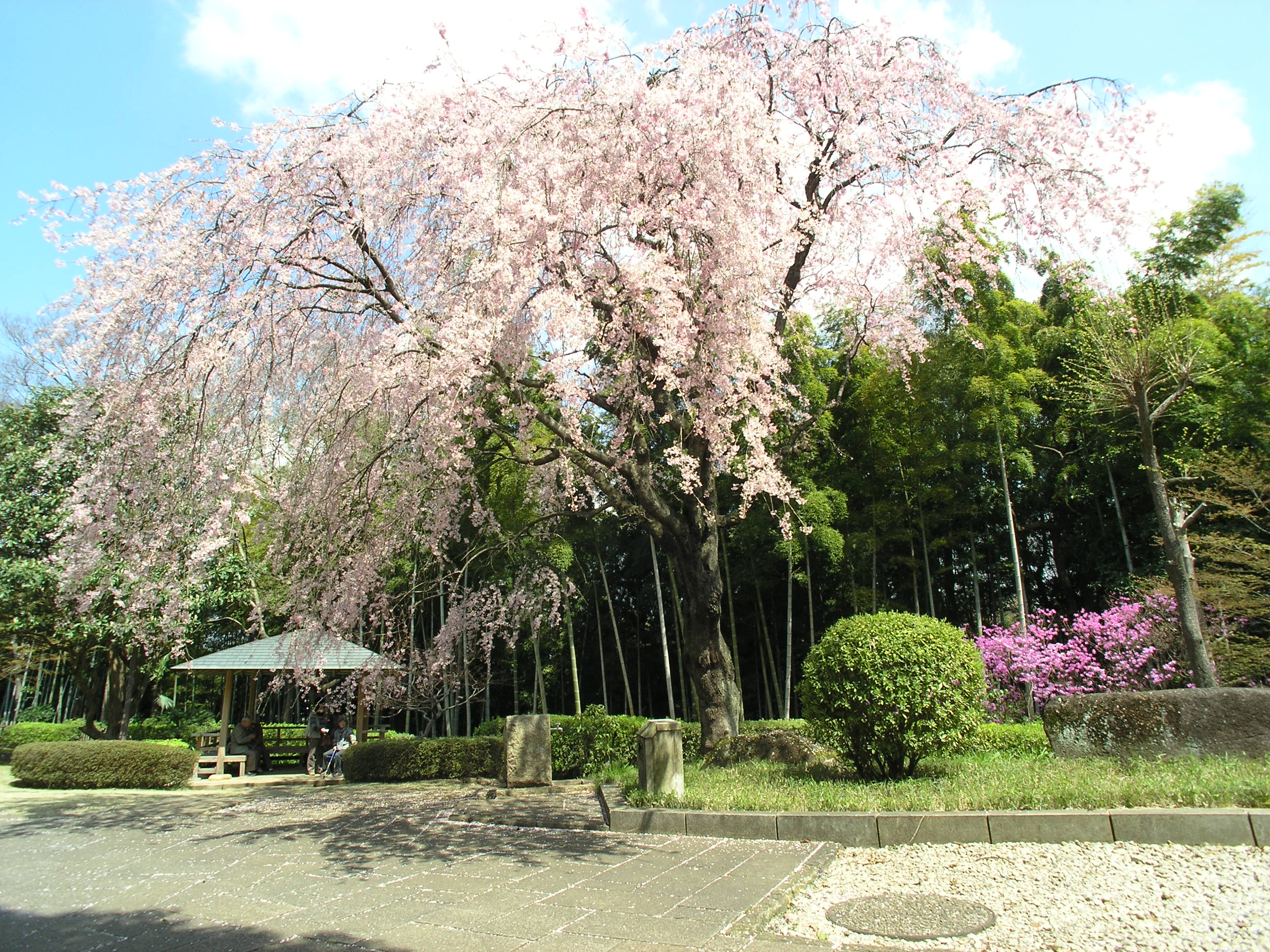 戸定が丘歴史公園 戸定が丘歴史公園